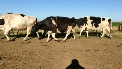 Lote Vacas Secas - Establecimiento La Rosita SRL