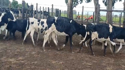 Lote (Vendido)9 Terneras HO 150kg -  en Colonia Alonso Montaño