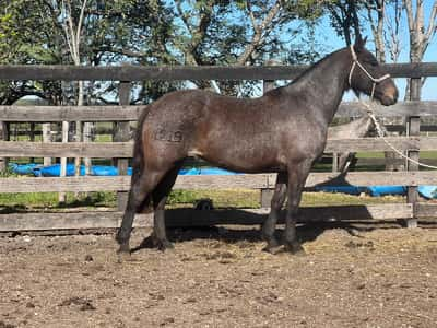 Lote CALERA RUMBEADORA