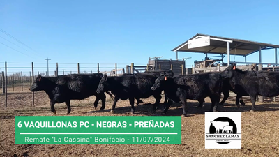 Lote VAQUILLONAS PC PREÑADAS "CABAÑA SANCHEZ LAMAS"