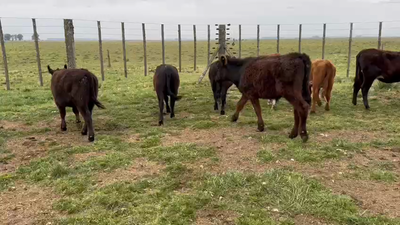 Lote Terneros/as en Tres Arroyos, Buenos Aires