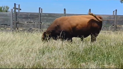 Lote (Vendido)Toros ANGUS COLORADO en CONCHILLAS