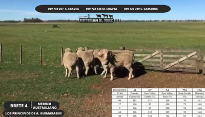 Lote Brete 4