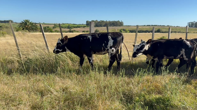 Lote TERNERAS