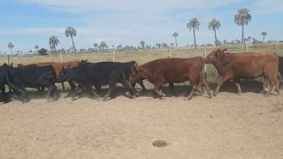 VACAS PREÑADAS