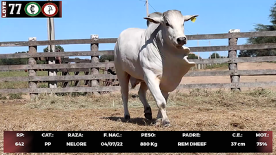 Lote LOTE 77