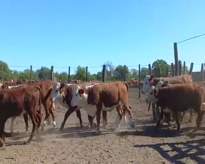 Lote 120 Terneras en La Paz, Entre Ríos