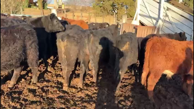 Lote 35 NOVILLITOS