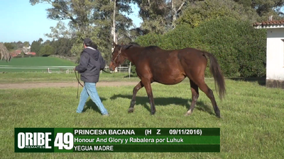 Lote Lote 49