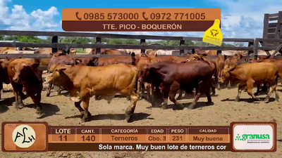 Lote 140 Terneros CBO 3 Híbridos (tipo Brangus). Colorados. 231kg - , Boquerón