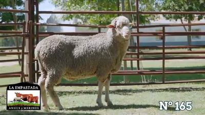 Lote Merino Donhe