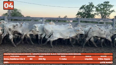 Lote LOTE 4