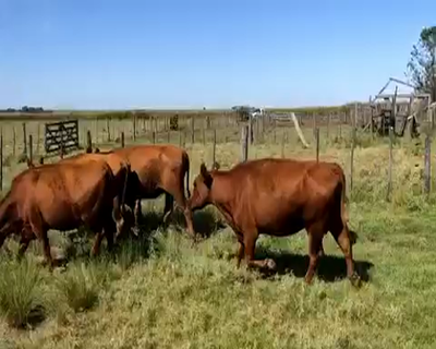 Lote 20 Vacas medio uso en Guaminí, Buenos Aires