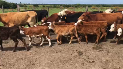 Lote 25 Piezas de cría Hereford y Angus en Rincon de la torre