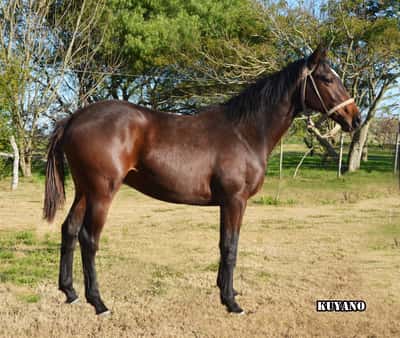 Lote KUYANO