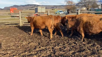 Lote 48 Vaca Engorda en Coyhaique, XI Región Aysén
