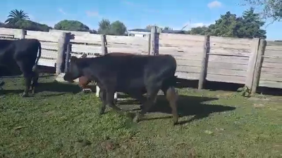 Lote 8 Vaquillonas 1 a 2 años CRUZA 330kg - , San José