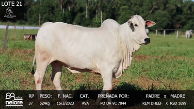 Lote LOTE 21