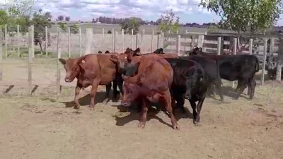 Lote (Vendido)10 Vaquillonas 1 a 2 años ANGUS 300kg - , Colonia