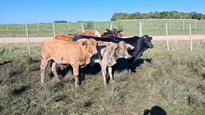 Lote TERNEROS
