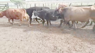 Lote 45 Vacas de invernar en Gualeguaychú, Entre Ríos