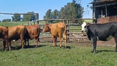 Lote (Vendido)7 Vaquillonas/Vacas Entoradas 450kg -  en RUTA 54 - LA CAPILLA  BARKER