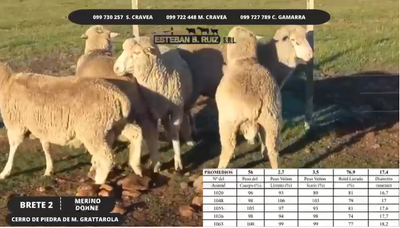 Lote Brete 3