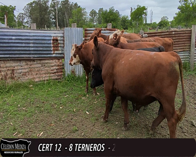 Lote (Vendido)8 Terneros 2 RA ,  2 RA X HE,  2 RA X LI,  1 AA,  1 RA X NO 255kg -  en - PASO DEL BOTE