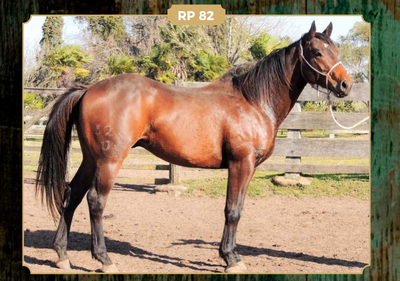 Lote SALAMERO POINT DE MOROCHA