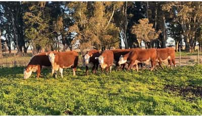 Lote Vivoratá Vaquillonas PR - Preñadas parición otoño 2022