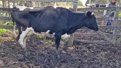 Lote Vaca 450kg - , San José