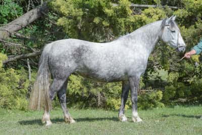 Lote Yubely Brisa Fuerte