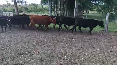 Lote 14 Terneras CRUZA 200kg - , San José