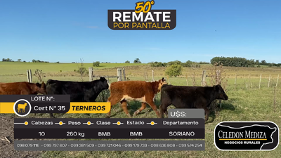 Lote 10 Terneros en Otra Localidad, Soriano