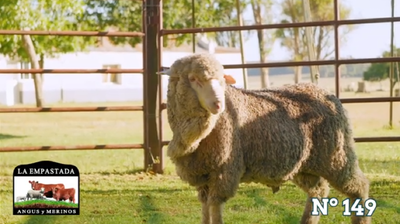 Lote Merino Donhe