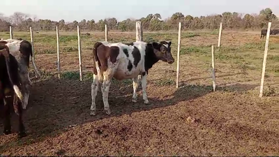 Lote 15 Terneros Holando Argentino  en San Jerónimo N., Santa Fe