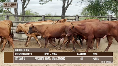 Lote LOTE 6