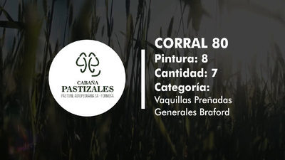 Lote Vaquillonas