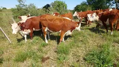 Lote 13 Vacas Hereford