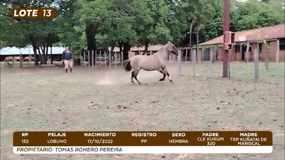 Lote LOTE 13- CAMPO