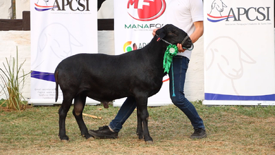 Lote Lote 3 - Ovinos