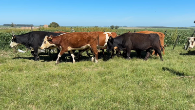 Lote PIEZA DE CRIA