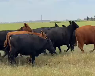 Lote 23 Vacas medio uso C/ gtia de preñez en Coronel Suarez, Buenos Aires