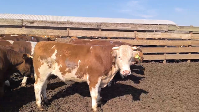 Lote 20 Novillo Gordo en Los Ángeles, VIII Región Biobío