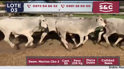 Lote 50 Desmamantes machos en Presidente Hayes