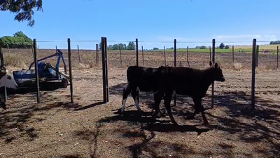Lote TERNEROS/AS