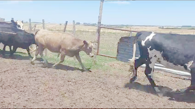 Lote 16 Vaquillonas  Hereford Normando y Cruza en Juan Soler