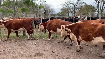 Lote 9 Vacas de Invernada en Melo, Cerro Largo