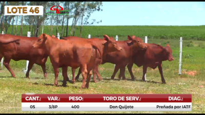 Lote LOTE 46