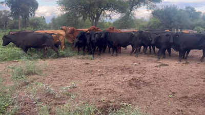 Lote 34 Vacas de invernar en Juan José Castelli, Chaco